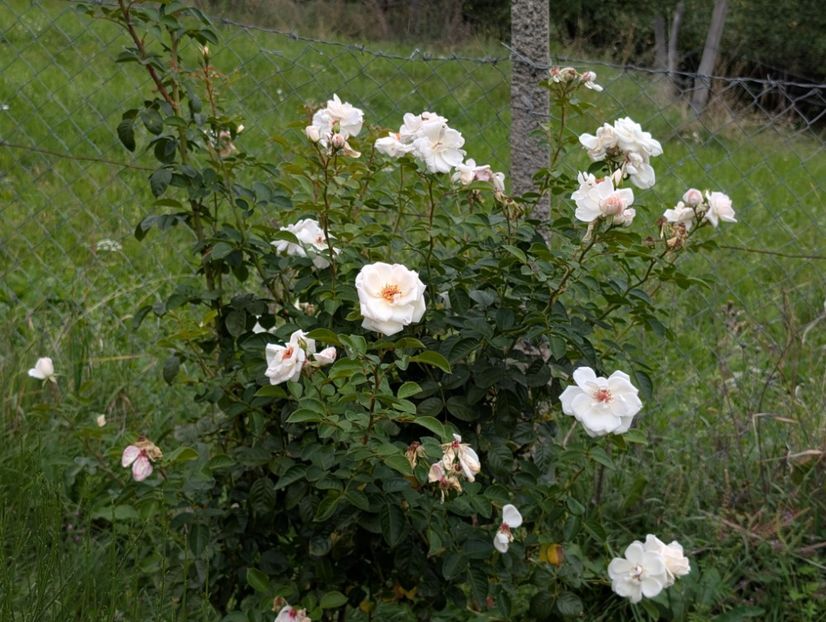 PXL_20250925_091855473 - Starlight Symphony