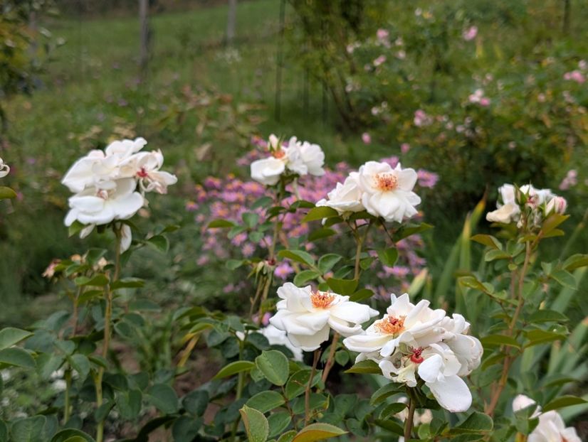 PXL_20250925_091920378 - Starlight Symphony