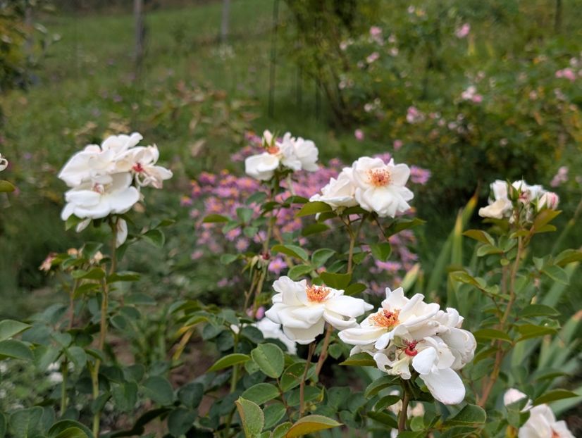 PXL_20250925_091920611 - Starlight Symphony