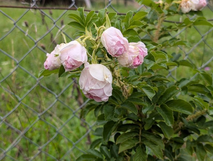 PXL_20250925_092445393 - Rosa rugosa Ritausma