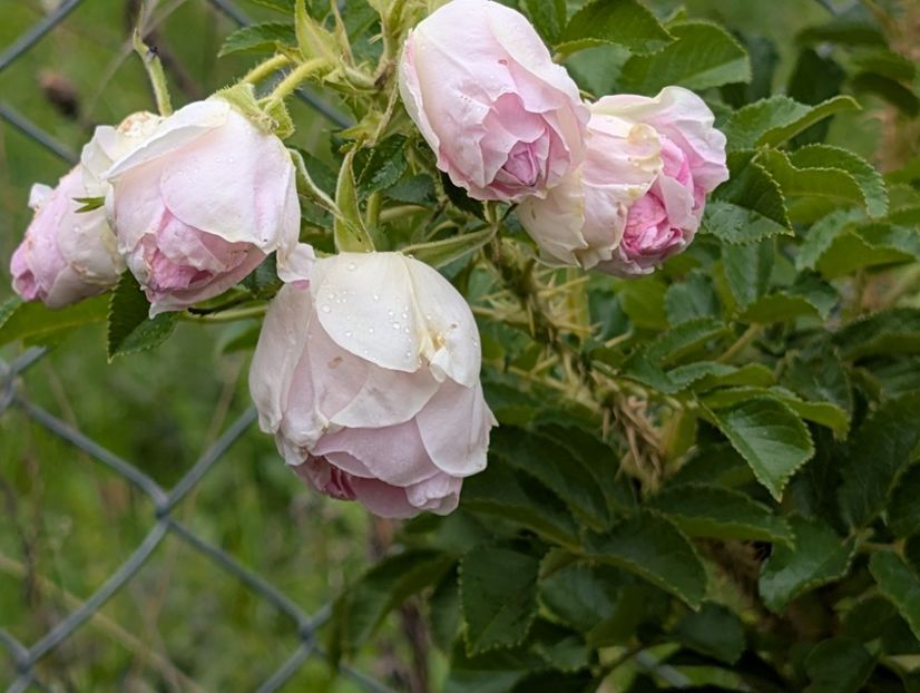 PXL_20250925_092453695 - Rosa rugosa Ritausma