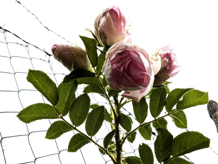 PXL_20250925_092515429 - Rosa rugosa Ritausma