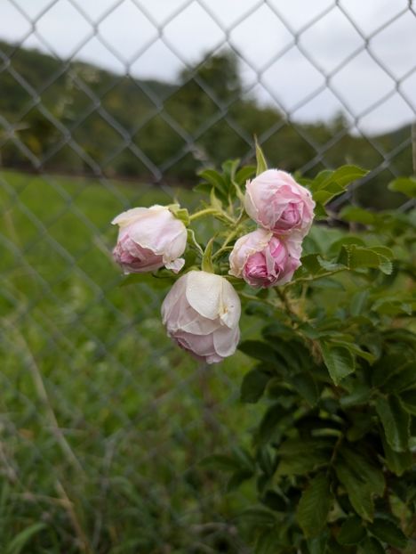 PXL_20250925_092527595 - Rosa rugosa Ritausma