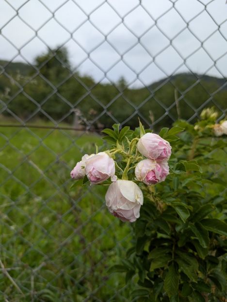 PXL_20250925_092532959 - Rosa rugosa Ritausma