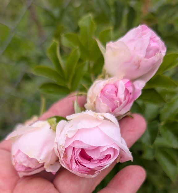 PXL_20250925_092545582 - Rosa rugosa Ritausma