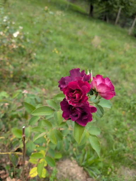 PXL_20250925_085952135 - Princess Sibilla de Luxembourg