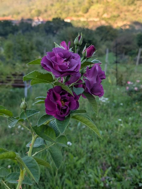 PXL_20250920_150507870 - Rhapsody in Blue