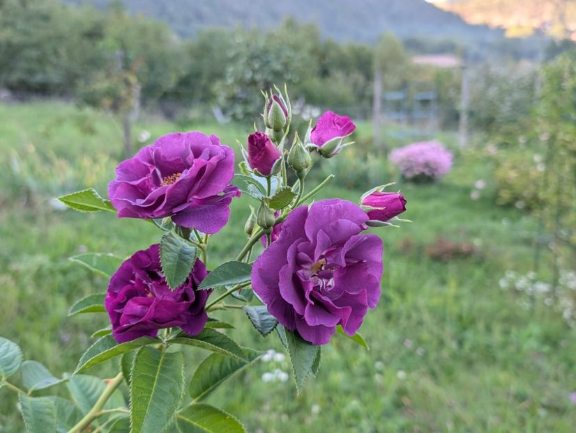 PXL_20250920_150529584 - Rhapsody in Blue