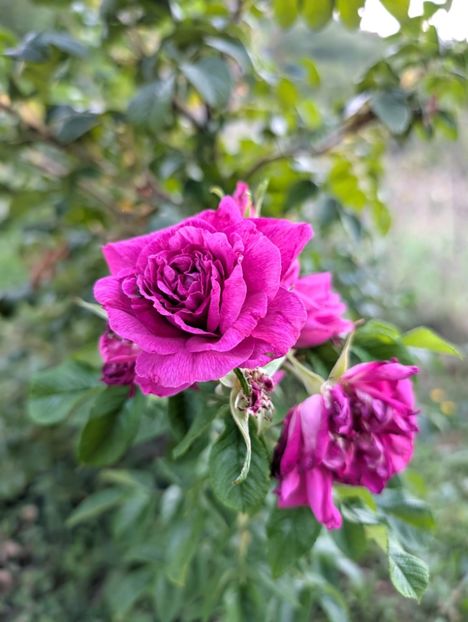 PXL_20250902_155223734 - Rosa rugosa Hansa