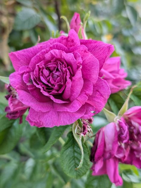 PXL_20250902_155238957 - Rosa rugosa Hansa