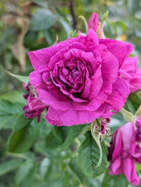 PXL_20250902_155240294 - Rosa rugosa Hansa