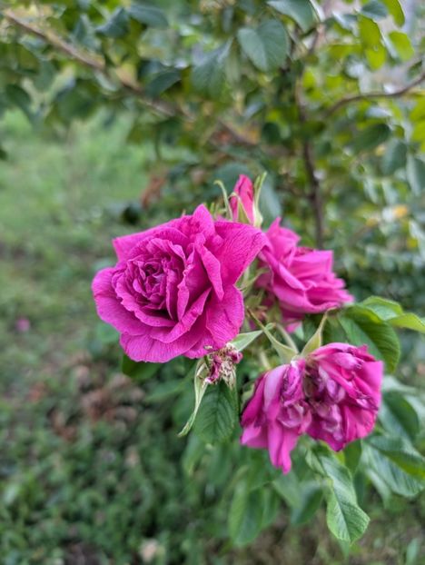 PXL_20250902_162019854 - Rosa rugosa Hansa