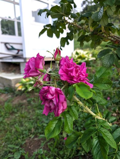 PXL_20250902_162031084 - Rosa rugosa Hansa