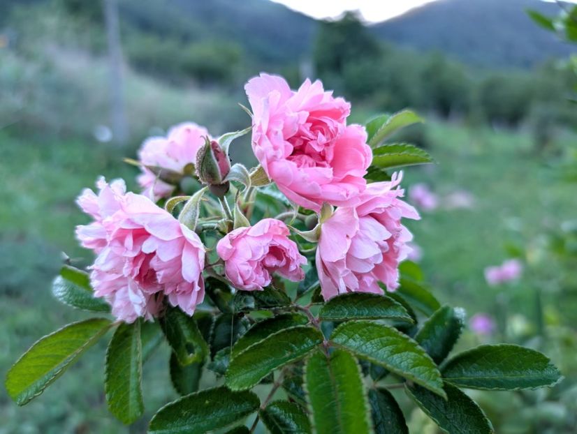 PXL_20250902_155733531 - Pink Grootendorst