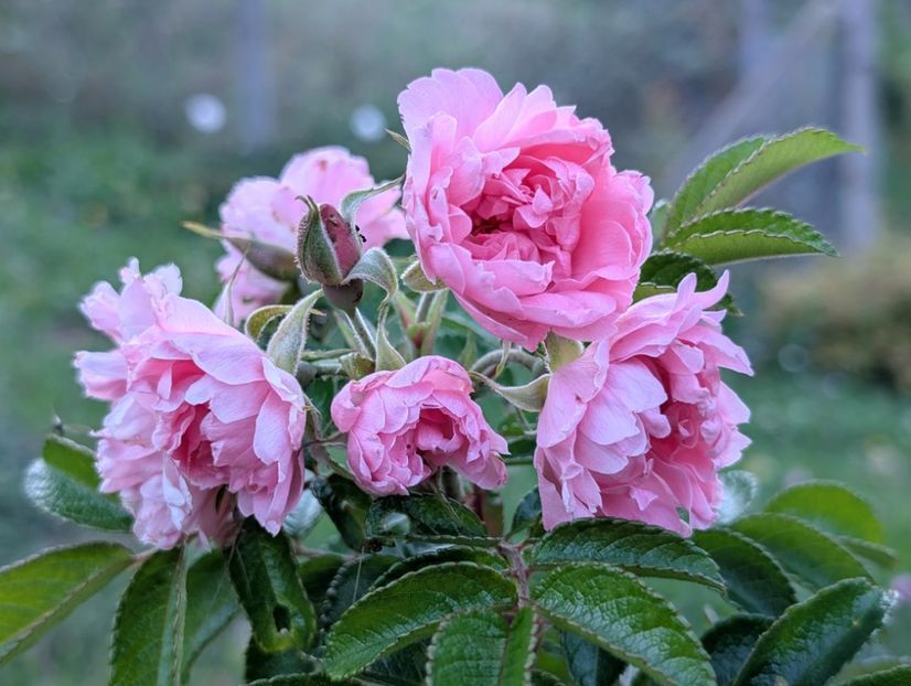 PXL_20250902_155740244 - Pink Grootendorst