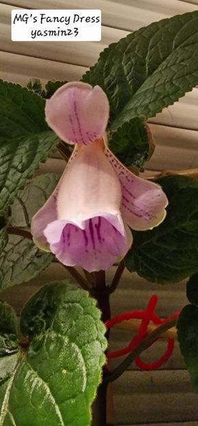 29.09.2025 - Sinningia MGs Fancy Dress