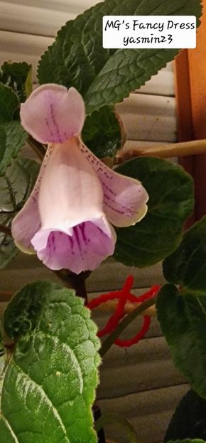 29.09.2025 - Sinningia MGs Fancy Dress