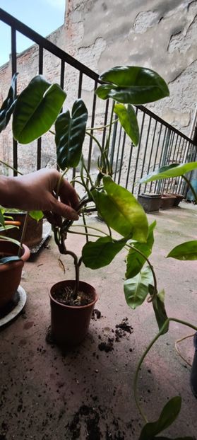 burle max variegated 25 - De vanzare