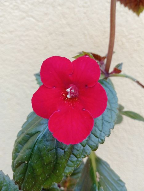 RFs Royal Red - - - - 2025