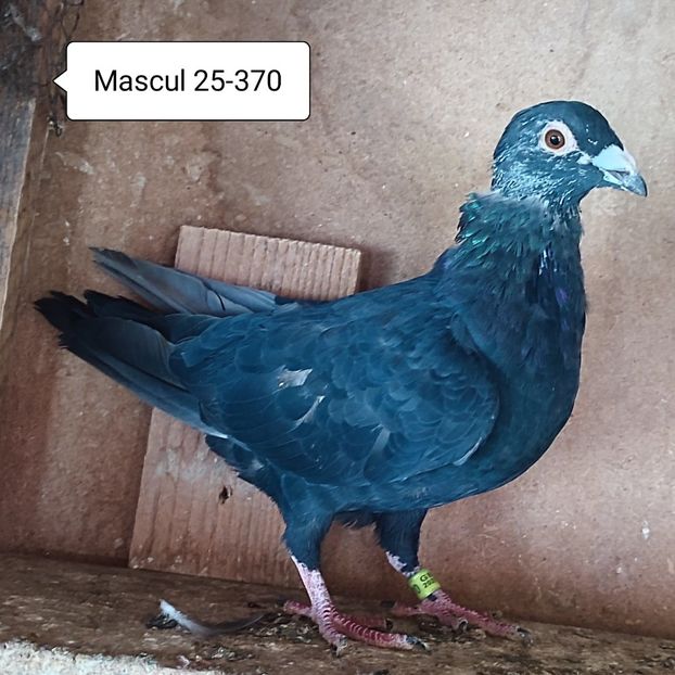 Mascul 25-370 - Porumbei vanduti