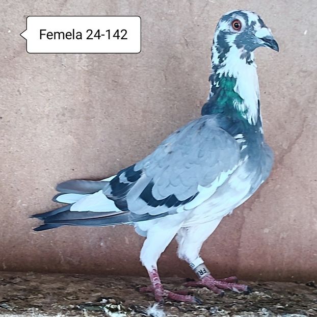 Femela 24-142 - Porumbei vanduti