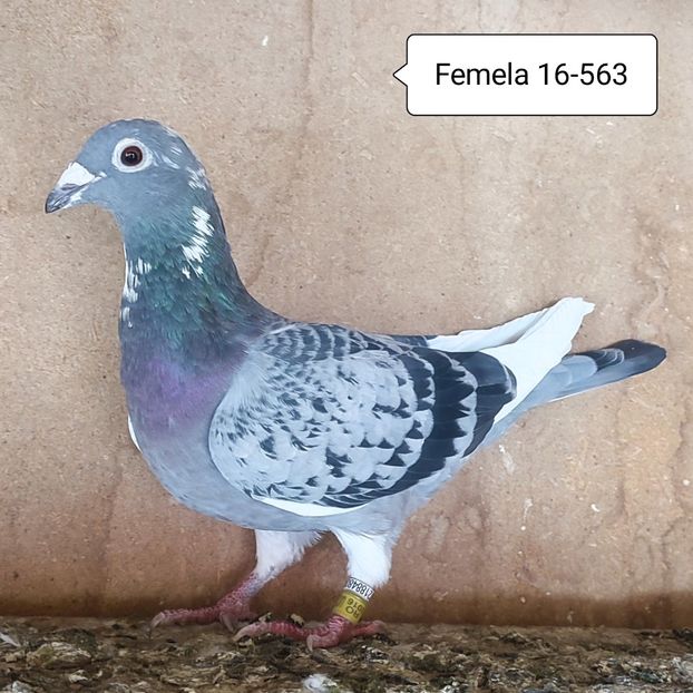 Femela 16-563 - Porumbei vanduti
