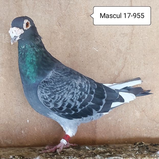 Mascul 17-955 - Stropit list