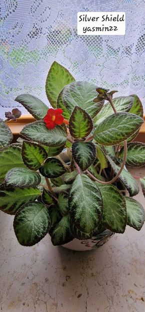 30.09.2025 - Episcia