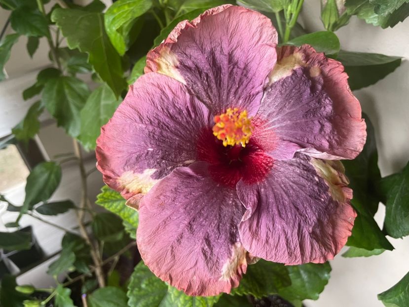  - Luv -Posog- Memories