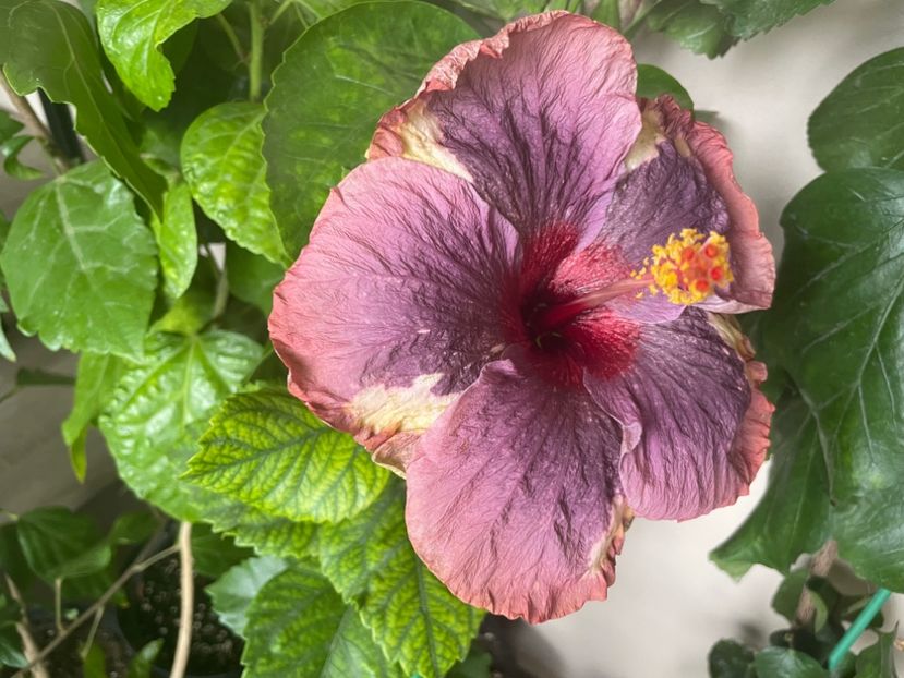  - Luv -Posog- Memories