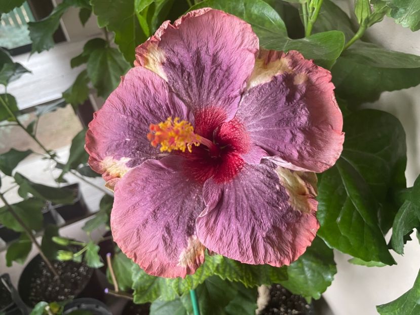  - Luv -Posog- Memories