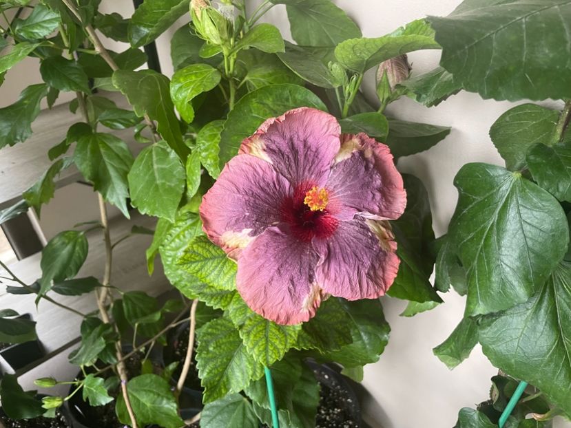  - Luv -Posog- Memories