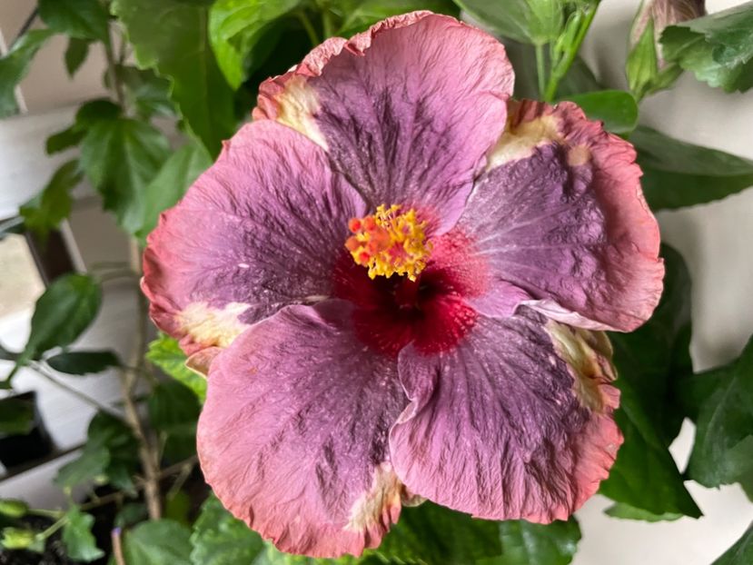  - Luv -Posog- Memories