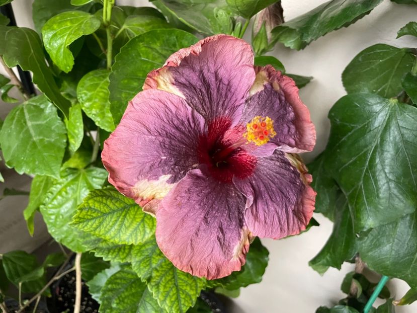  - Luv -Posog- Memories