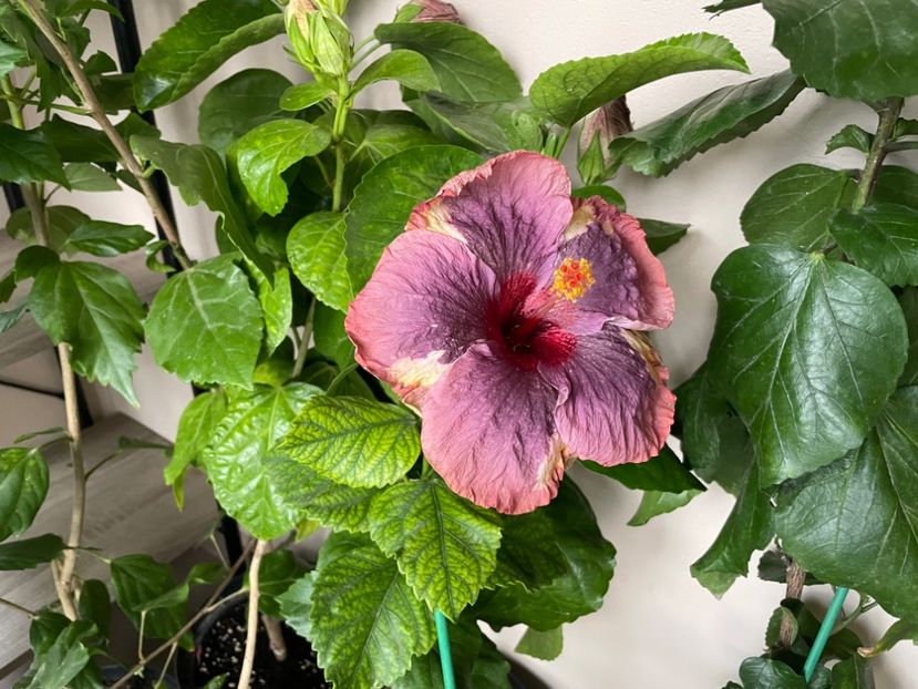  - Luv -Posog- Memories