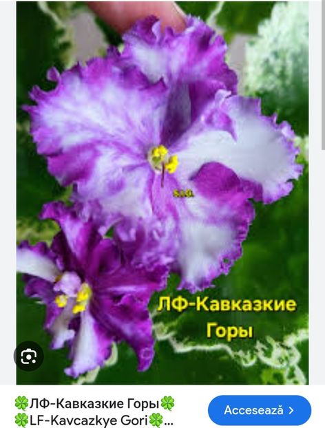  - LF Kavkazskye Gori