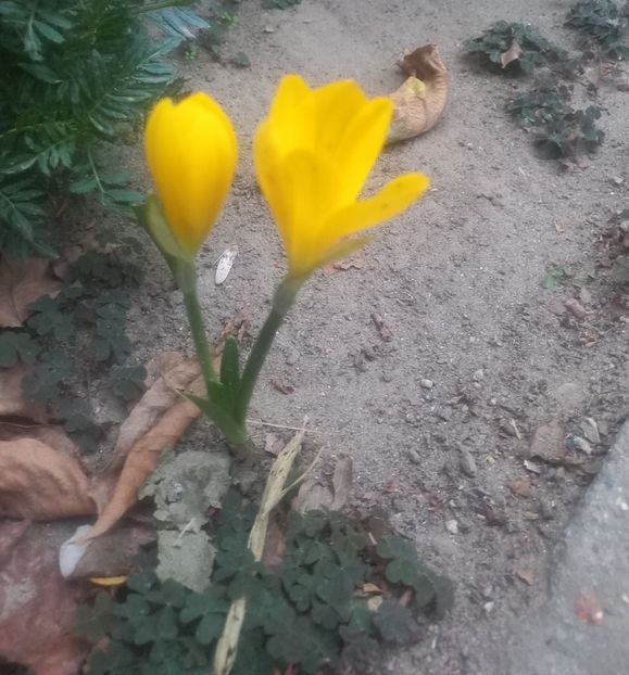 Branduse - Florile mele