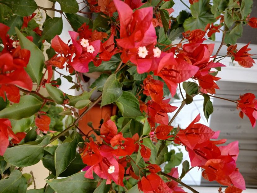  - Bougainvillea