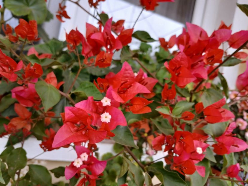  - Bougainvillea