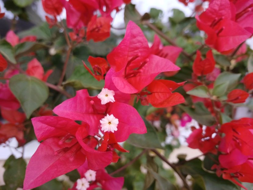  - Bougainvillea