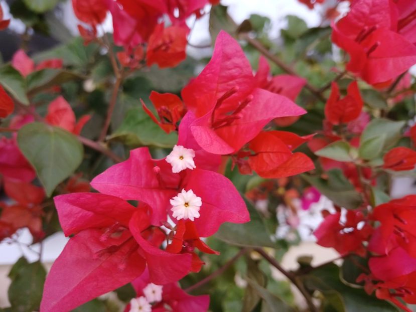  - Bougainvillea