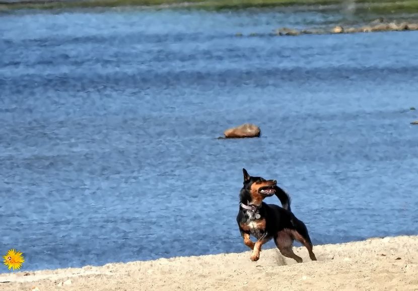 Playing doggie - B - ANIMALS