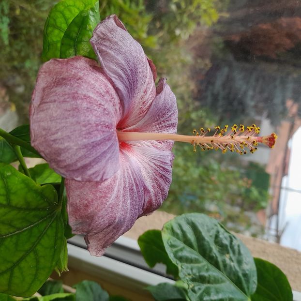 01.10.2025 - HIBISCUSI 2025-5