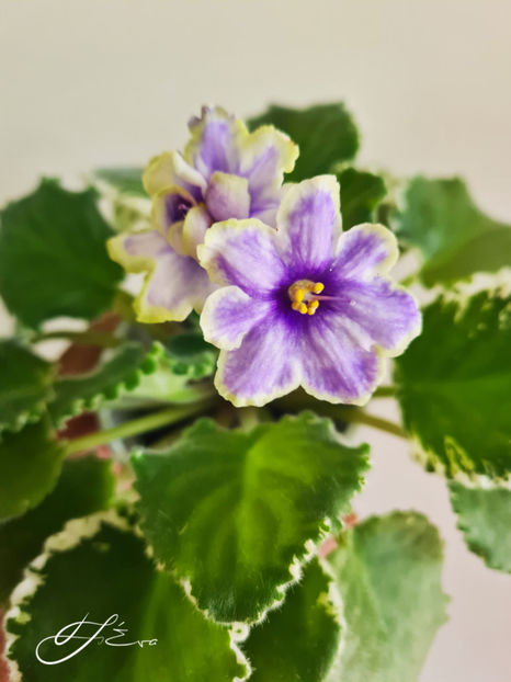  - VaT-Kholodnoe Serdtse