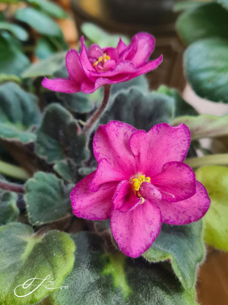  - DN-Raspberry Liquer