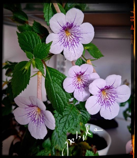  - Ambroise Versaffelt