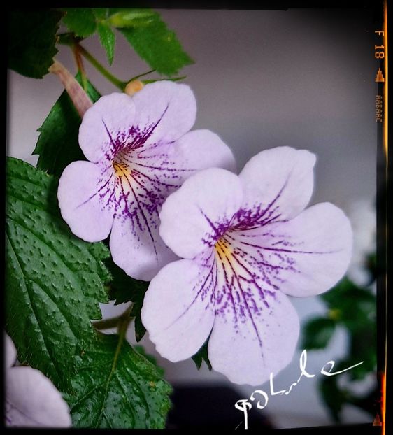  - Ambroise Versaffelt