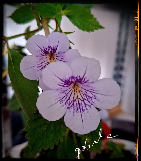  - Ambroise Versaffelt