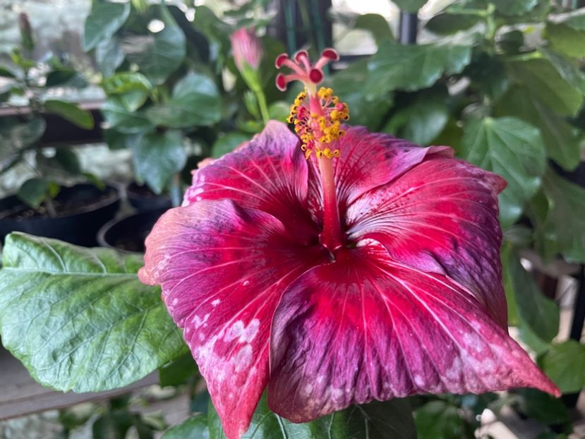  - Moorea Cardinal Pourpre