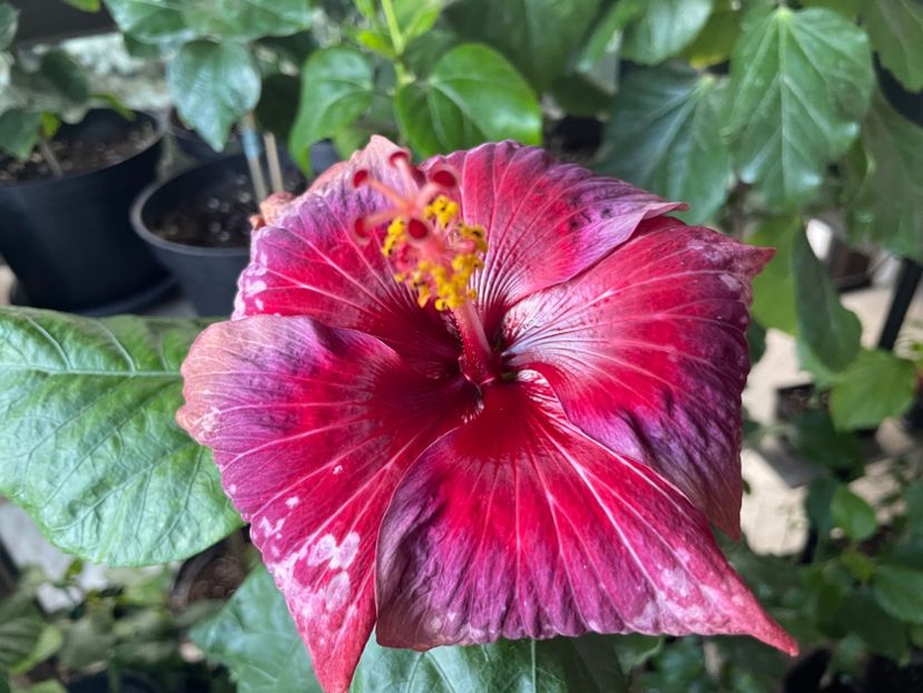  - Moorea Cardinal Pourpre